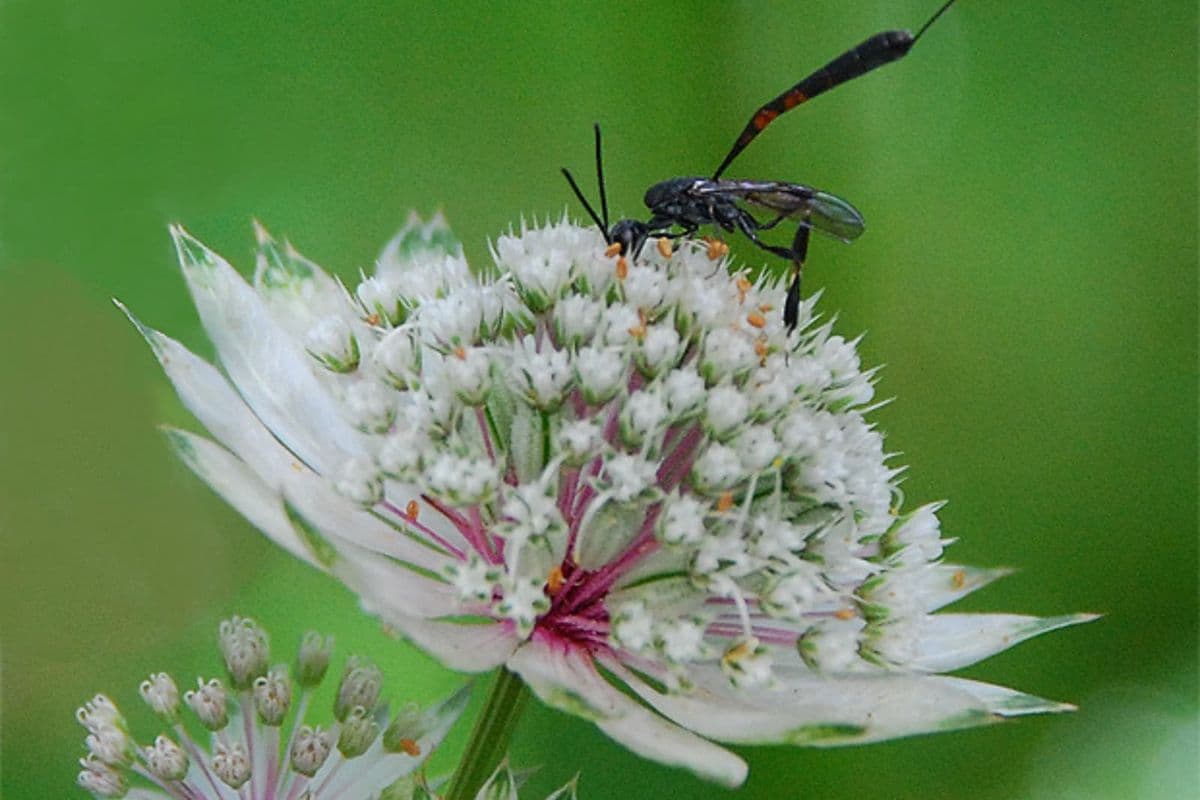 A black insect with long antennae and legs on a white and pink flower, set against a blurred green background.