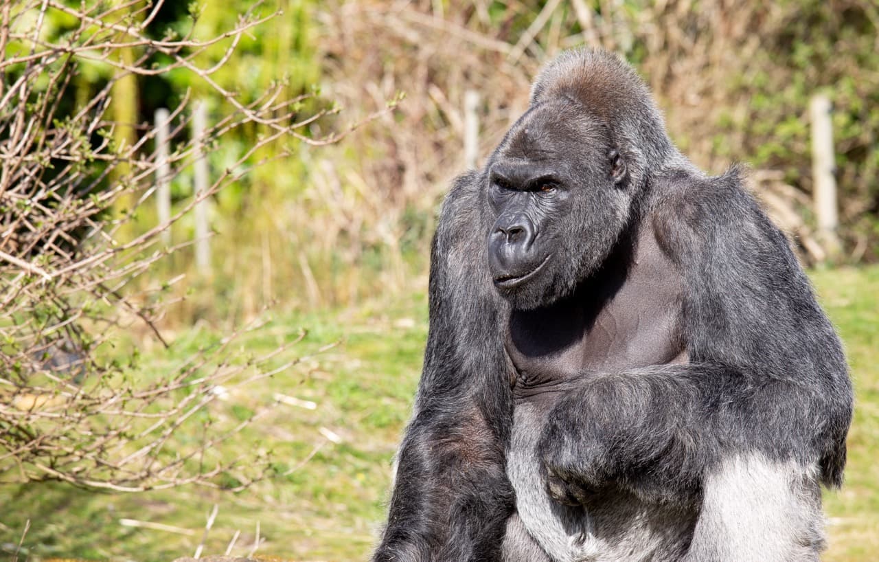 A gorilla smiling looking to the left.