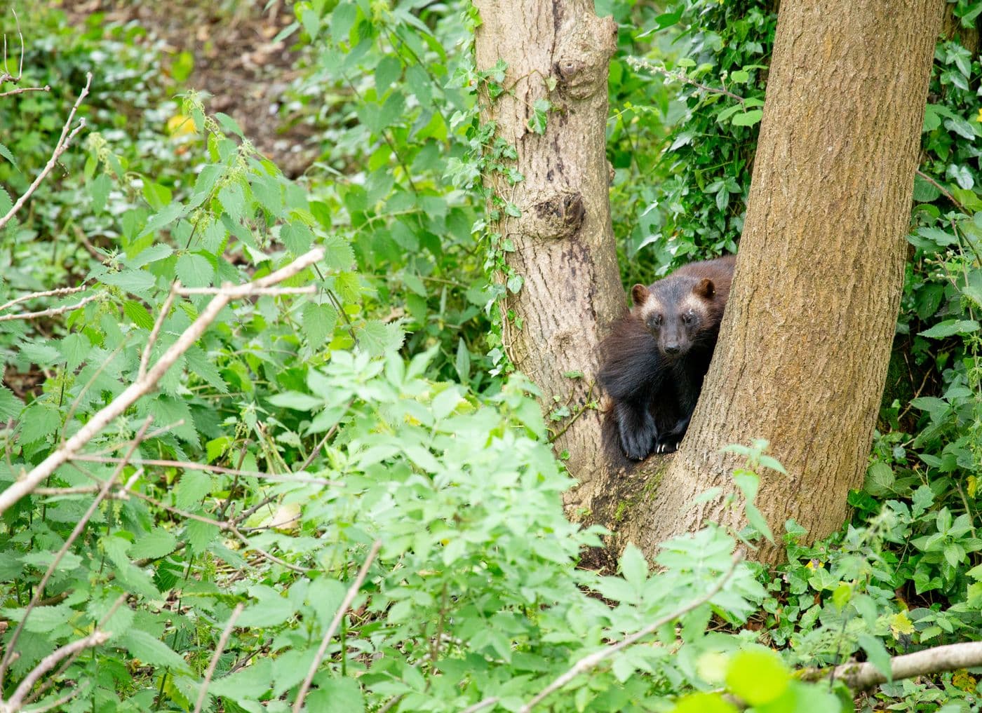A wolverine peeking through two tree trunks.