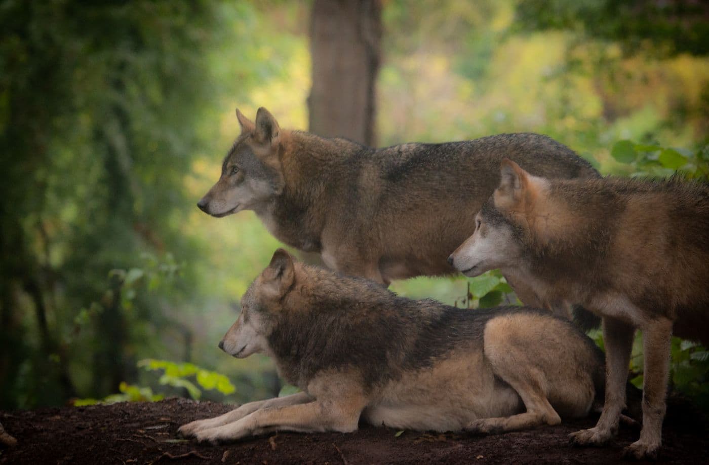 Three wolves in the woods huddled together looking to the left. One is lying down.