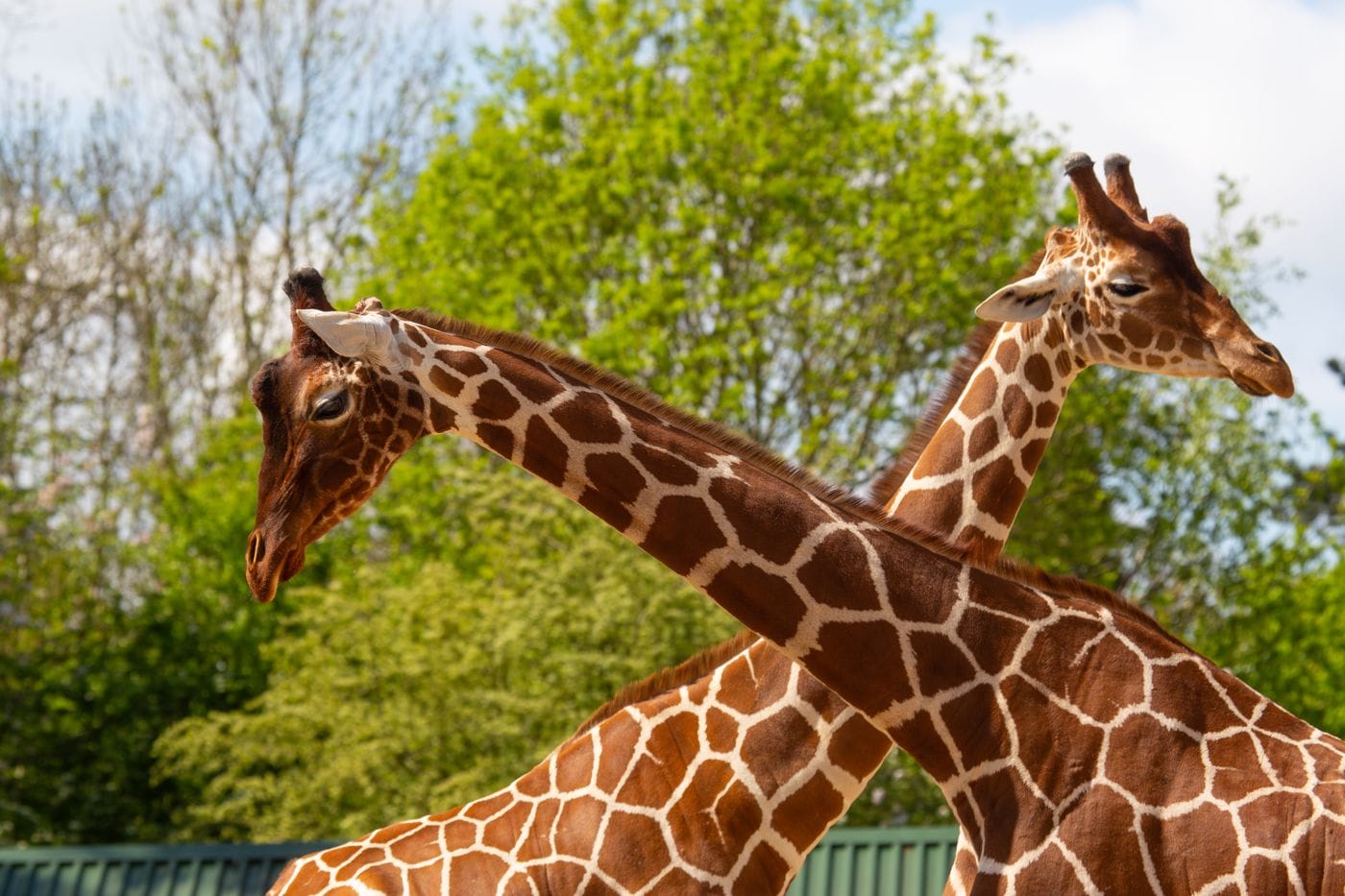 Two giraffe with their necks crossed over facing in each direction.