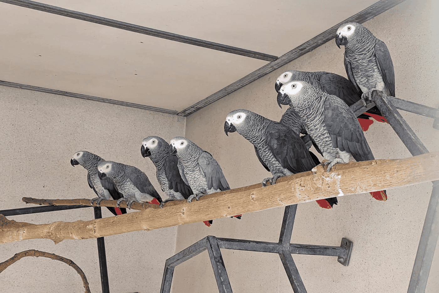 A group of African grey parrots perched on a branch