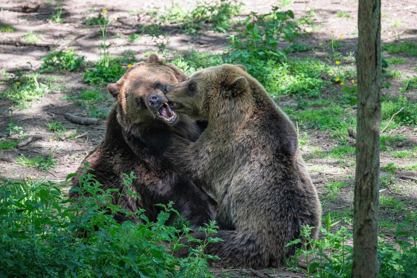 Two brown bears play fighting in a lushcious woodland
